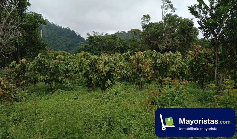 Finca cafetera de 8 ha en Otanche, Boyacá — foto 9 de 10