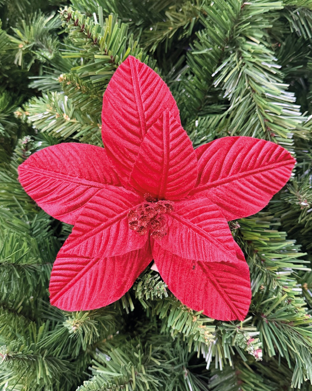 PONCETIA ZH250058-25CM